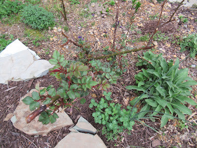 Gardening, Ready Or Not