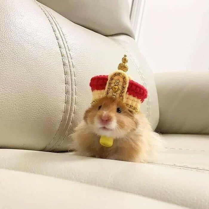 171 Of The Cutest Hamster Pics The Internet Has To Offer