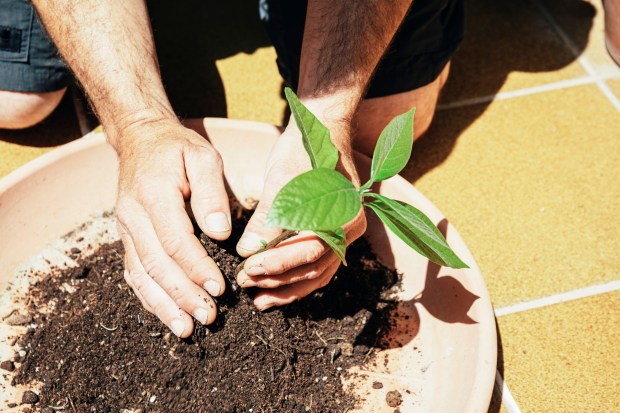 Answering your questions about potted plants and vegetable washes