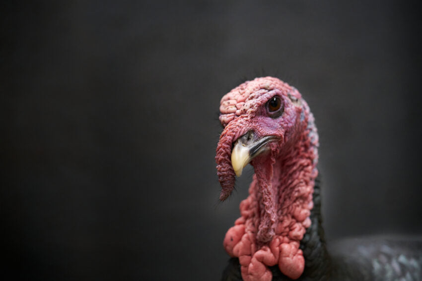 Fresh turkey prices rise 45% after shortages from bird flu outbreak
