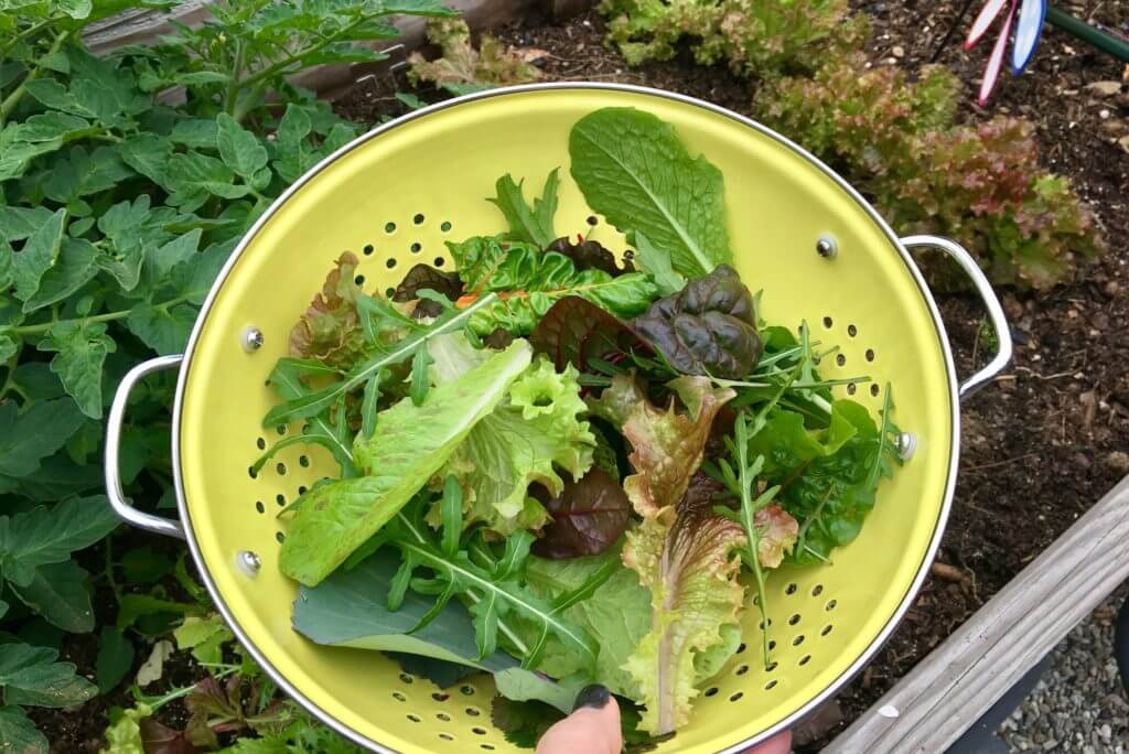 Get Your Leafy Green Vegetables