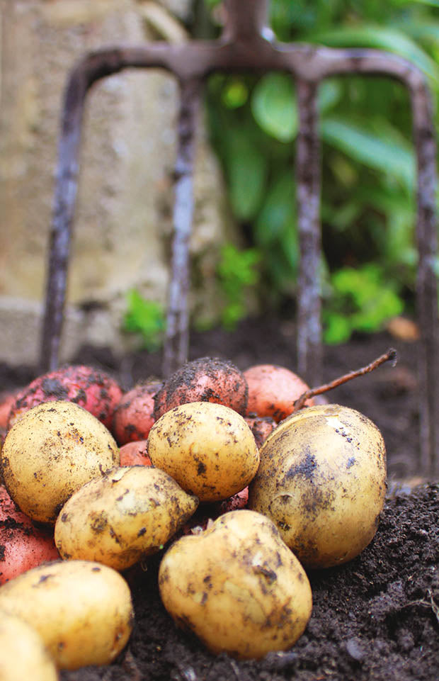 Seedlings and sowing: Your April gardening roster