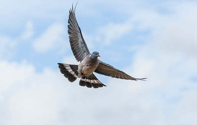 Pigeon shooting calendar