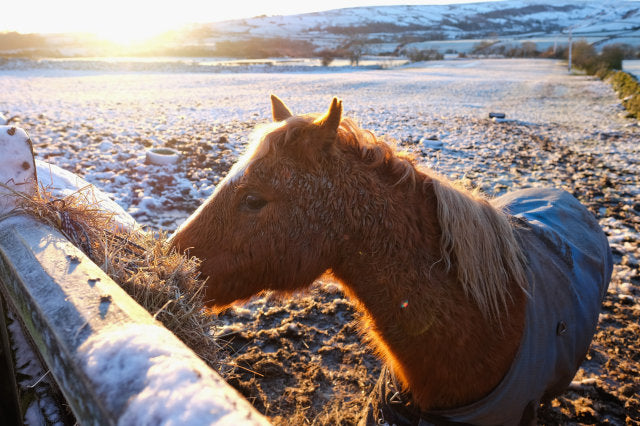 Happy Weekend Wishes